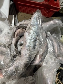 Члены браконьерской ОПГ предстанут перед судом на Сахалине