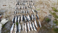Рыбаков задержали за нелегальный вылов горбуши и заготовку икры на Сахалине