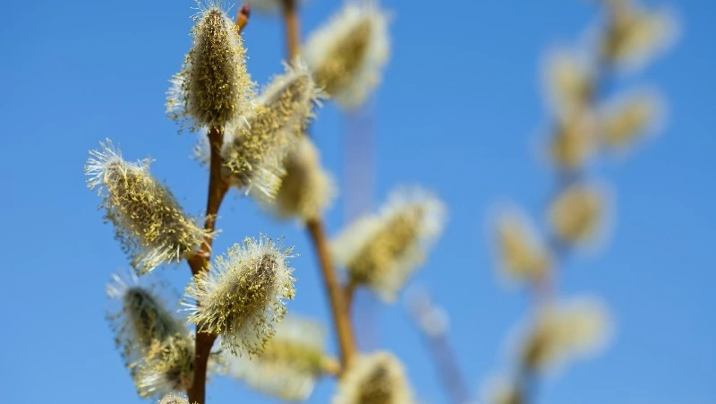 Оттепель спрогнозировали в Сахалинской области на 27 февраля