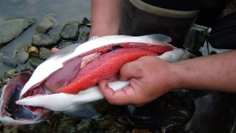 На Сахалине поймали браконьера с тремя килограммами лососевой икры