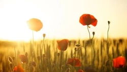 Число сторонников спецоперации на Украине растет: опрос ФОМ