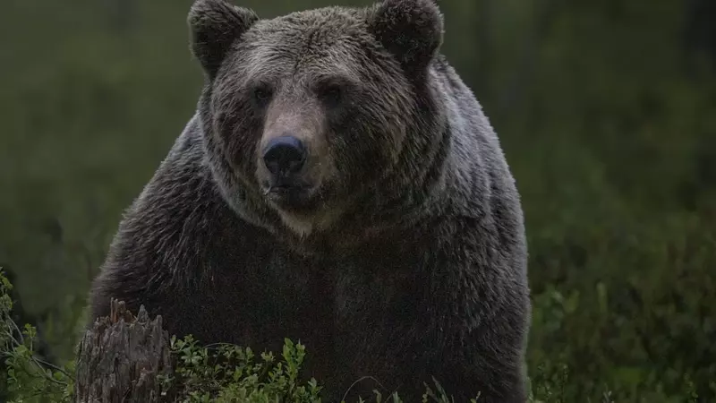 «Еще один кандидат на отстрел!» Медведь пришел в поселок на Кунашире