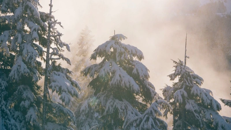 Жителей Сахалина предупредили о штрафах за незаконную рубку елок в 2022 году