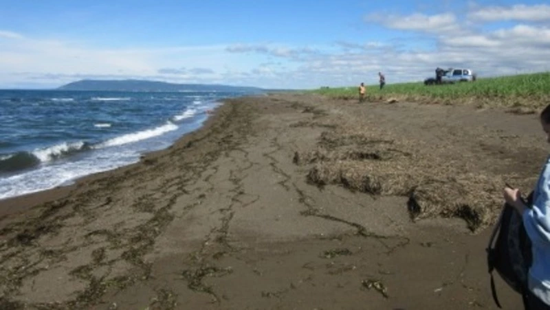 Тело человека в спасательном жилете нашли на берегу моря в Корсаковском районе