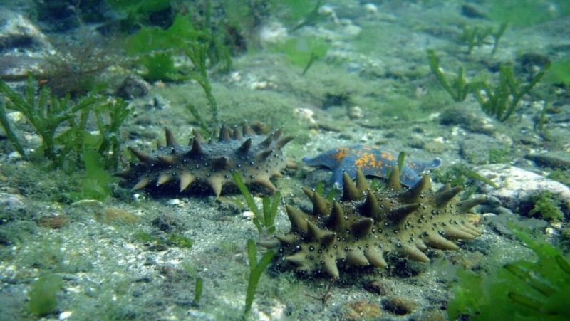 Марифермеры Сахалина высадили на подводные плантации молодь дальневосточного трепанга