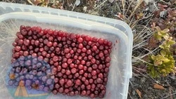 Жители Сахалина удивились щедрому урожаю брусники в середине ноября