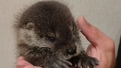 Фонд «Зеленый Сахалин» спас детеныша выдры на Сахалине