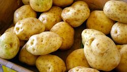 Сахалинский эксперт высказался против снижения требований к картофелю