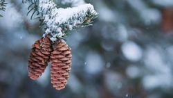 Зима близко: какой будет погода в Сахалинской области в ноябре 2022 года