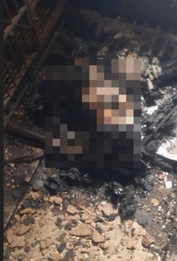 Сторож не услышал лай: на Сахалине во время пожара в приюте сгорели шесть бездомных собак