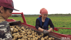 Сахалинские аграрии обещают обеспечить картофелем до следующего лета