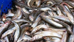 На Сахалине перевыполнили план по корюшке-малоротке: вылов завершен 
