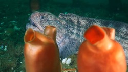 Сахалинские дайверы обследовали затонувший сухогруз в заливе Анива