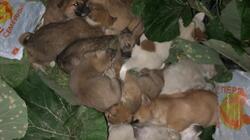 13 щенят вышвырнули на улицу в столице Сахалина