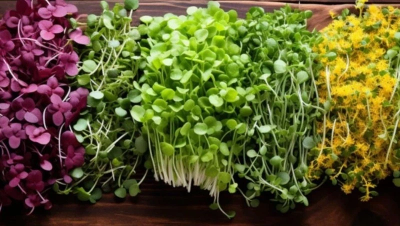 До конца 2026 года в Сахалинской области откроют еще 8 агротехнологических классов