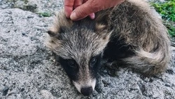Лежал на земле и почти не двигался: детеныша енотовидной собаки спасли на Сахалине