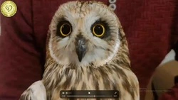 На Сахалин доставили и спасли истощенную сову с открытым переломом крыла