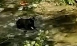 Сахалинцы сняли, как медведь ловит рыбу: ВИДЕО