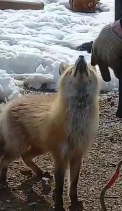 «Работница наша»: к сахалинским нефтяникам зачастила лиса