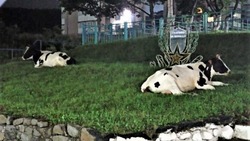 На Шикотане коровы по ночам приходят к военному памятнику
