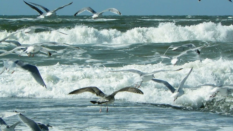 Японцы пожелали цунами жителям Курил из-за развития туризма на острове