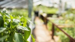 Кабмин возместит расходы инвесторам на создание тепличного комплекса на Сахалине