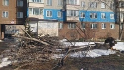 Сильный ветер «уронил» два дерева в 9-м микрорайоне в Южно-Сахалинске