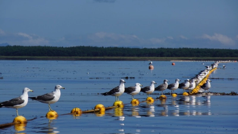 Рыбакам готовят штрафы за брошенные в море сети