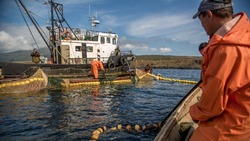 Стратегию лососевой путины в Сахалинской области обсудят 13 апреля