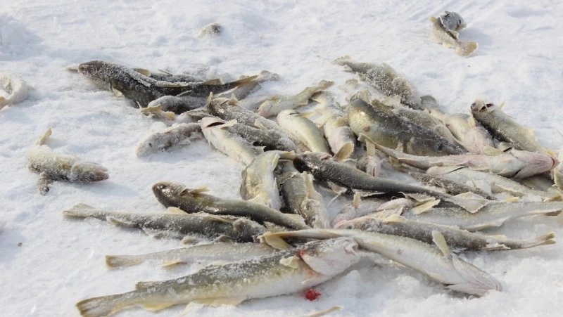 Точки продаж свежей наваги в Макарове озвучила местная администрация