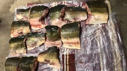 ФСБ задержала двоих жителей Охинского района за добычу 90 кг калуги