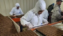 Первую партию капусты высадили на Сахалине