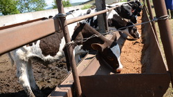 Сахалинский сельхозкооператив похвалился племенными телочками и «коровьим бизнес-классом»