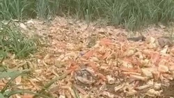 Прокуратура заинтересовалась крабовой свалкой в Томаринском районе