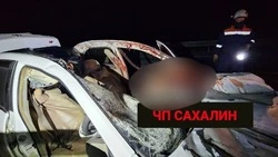 Две лошади и жеребенок погибли в ДТП на трассе в Холмском районе