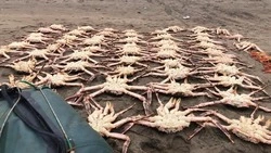 Суд в Холмске приговорил браконьеров к 1,2 млн штрафа за незаконный вылов краба