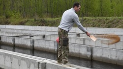Гастелловский рыбоводный завод в конце июня выпустит 19 миллионов мальков кеты