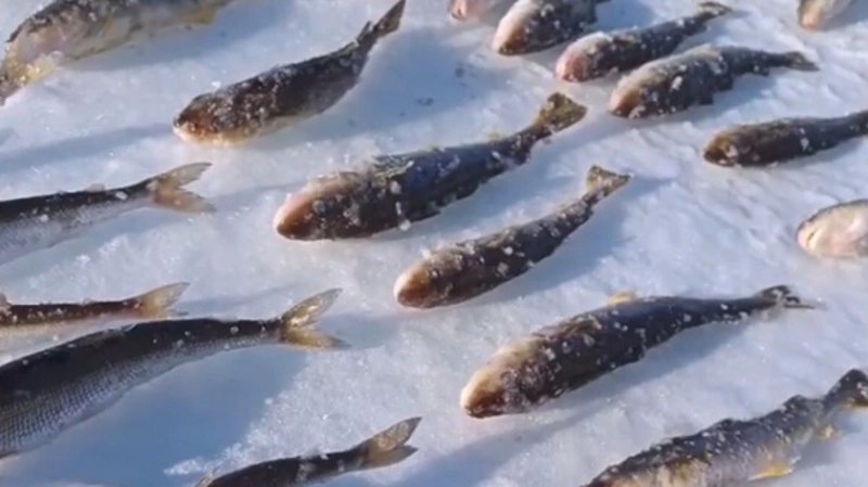 На Сахалине корюшка и крабы подхватили  «Адель челлендж»