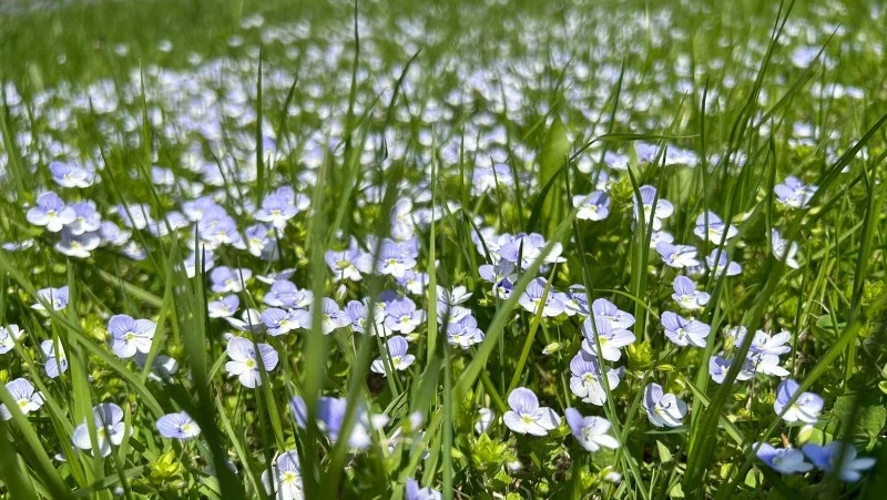 Последние звонки и первые медведи: главные новости мая-2024 в Сахалинской области