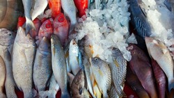 Экспорт рыбопродукции из Приморья и Сахалина за неделю вырос почти в полтора раза
