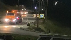 Медведь выбежал на дорогу в селе Китовом вечером 22 сентября