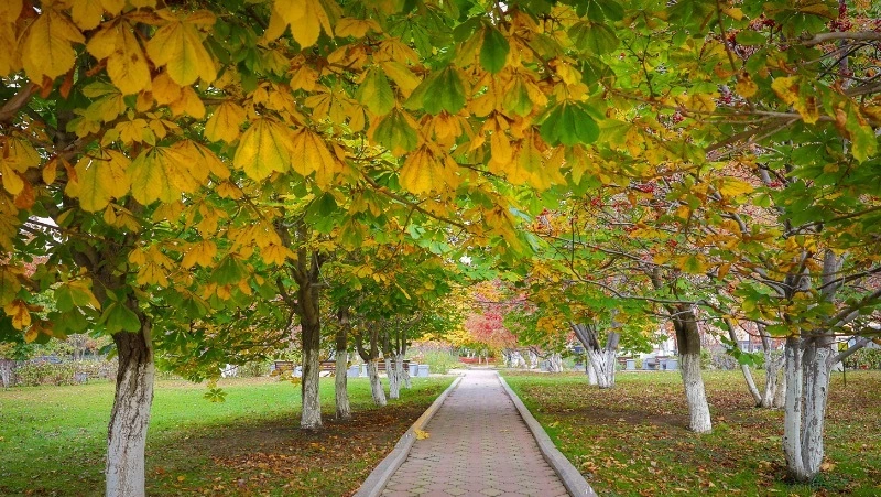 Прохладное утро и теплый солнечный день будут в Южно-Сахалинске 22 сентября 