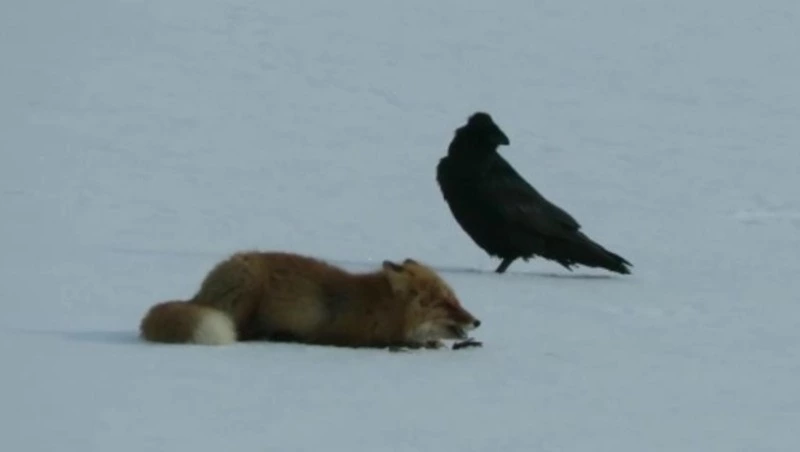 Видеофакт: ворон с лисом встретились на Парамушире и не тронули друг друга