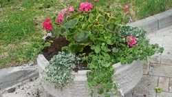 Воры цветов из городских клумб активизировались в Охе