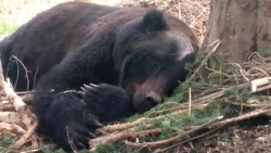 На Сахалине лесники спасли из браконьерской ловушки медведя