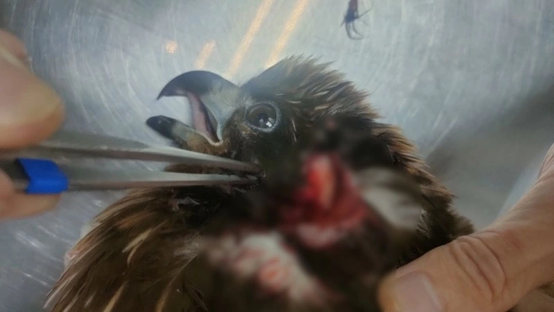 Пострадавшего от ворон коршуна на Сахалине выпустят на волю весной 2024 года 