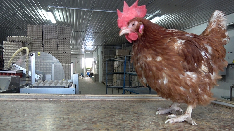 Новогодняя СТИХия: поздравление из птицефабрики