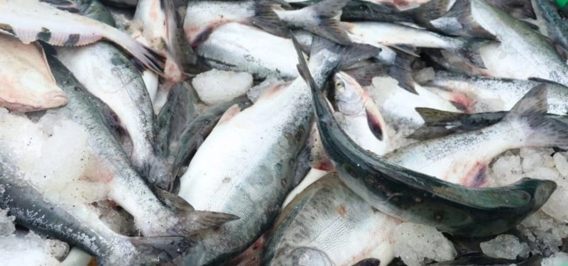 Свежая горбуша по социальной цене снова появилась на сахалинских прилавках