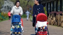 Сахалинские мамы придумали мошенническую схему с чеками от колясок