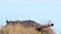 Краснокнижного большого пегого зимородка заметили на Южных Курилах